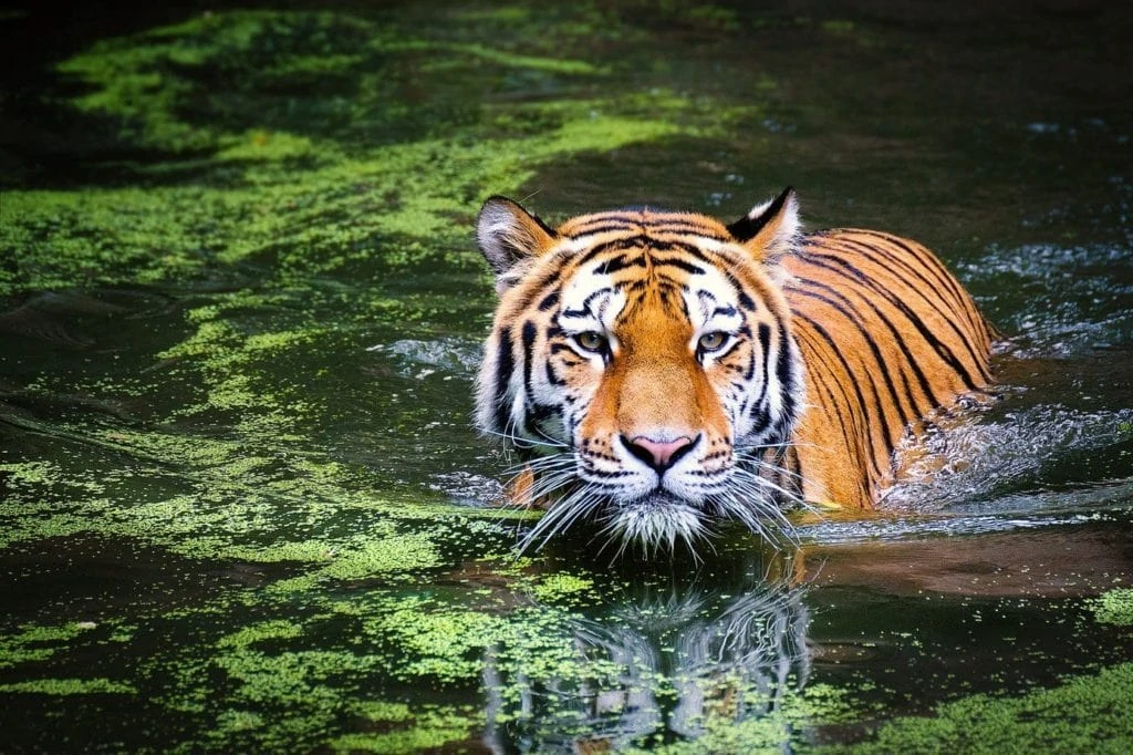 Foto van een tijger bij artikel over Tiger King