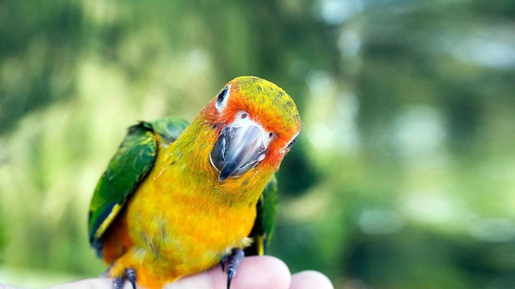 Vogelpark Avifauna korting: hier vind je de beste aanbiedingen!