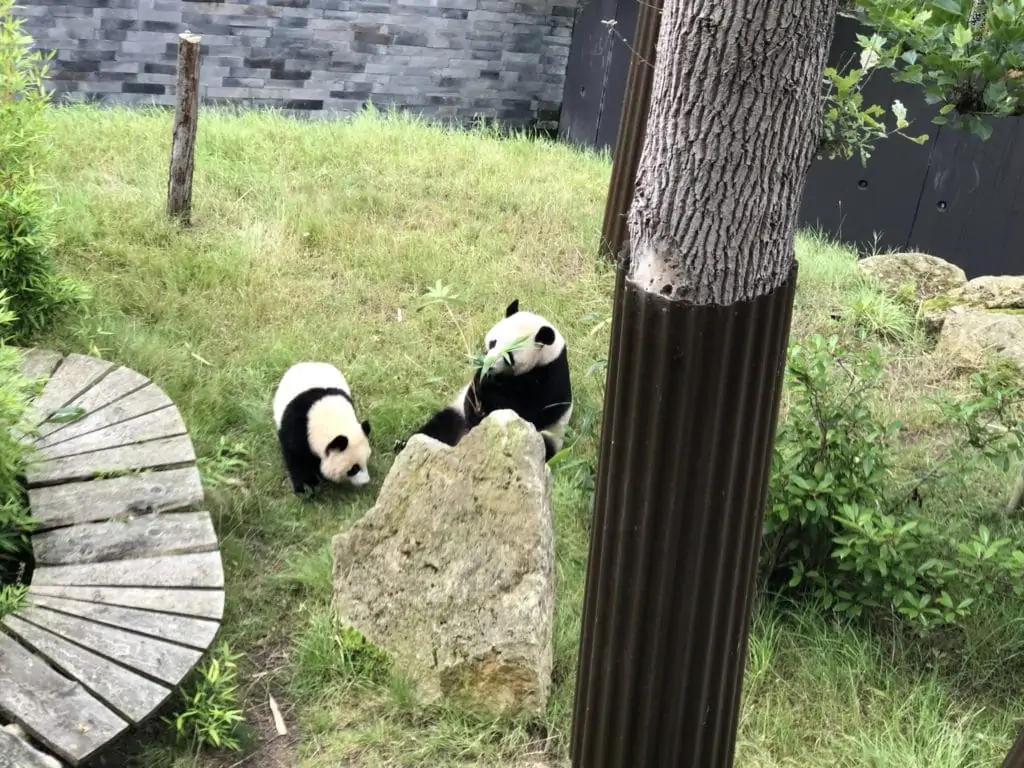 Ouwehands Dierenpark, de dierentuin met panda's