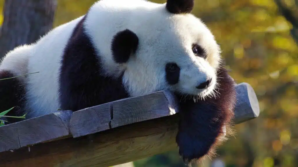 Panda's kijken in de dierentuin