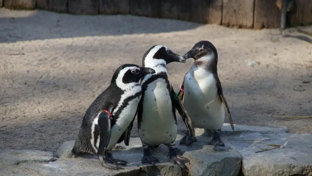 Pinguïns zie je in vrijwel alle dierentuinen